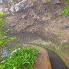 Plants: image 61 Of 102 Thumb